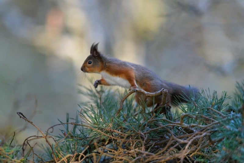 Squirrel-Tree-scaled-1-800x534.jpg