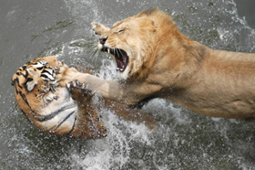 lion-attacks-tiger.jpg