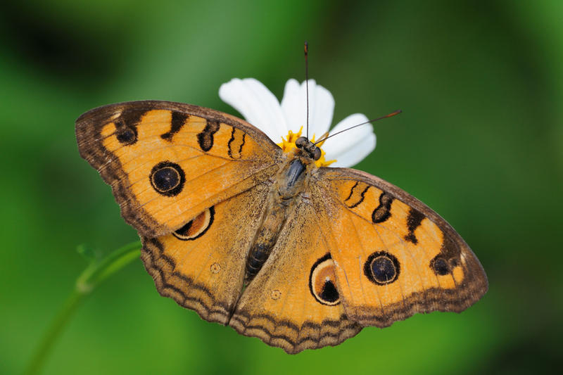 peacock_pansy_131111_by_inckurei-d4g1qgc.jpg