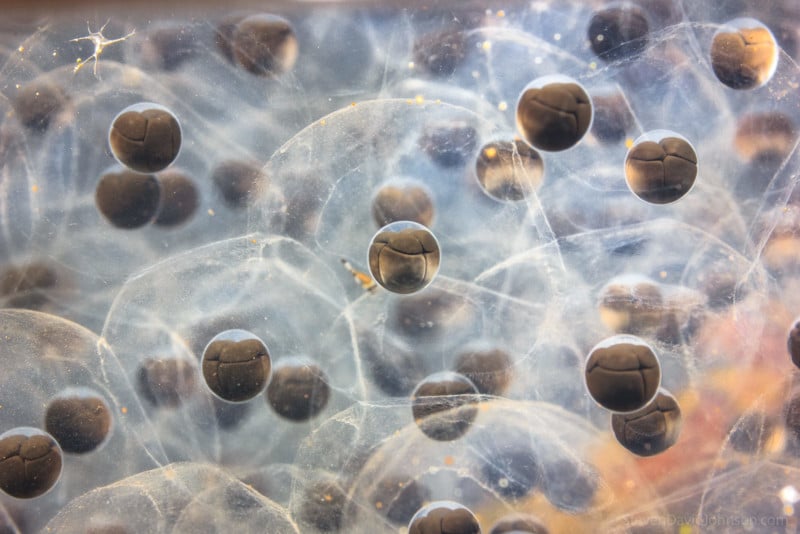underwater-macro-photography-petapixel-6-800x534.jpg