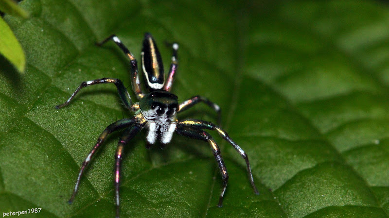jspider.jpg