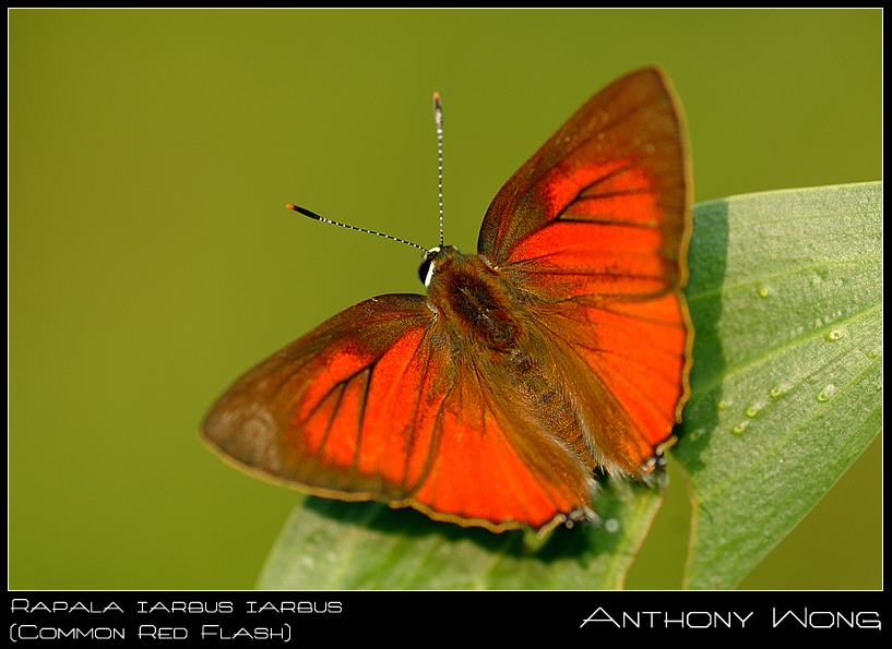 Common_Red_Flash_02_030808_by_inckurei.jpg