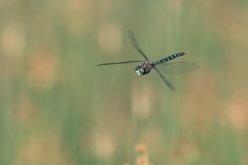 Dragonfly-In-Flight-800x533.jpg