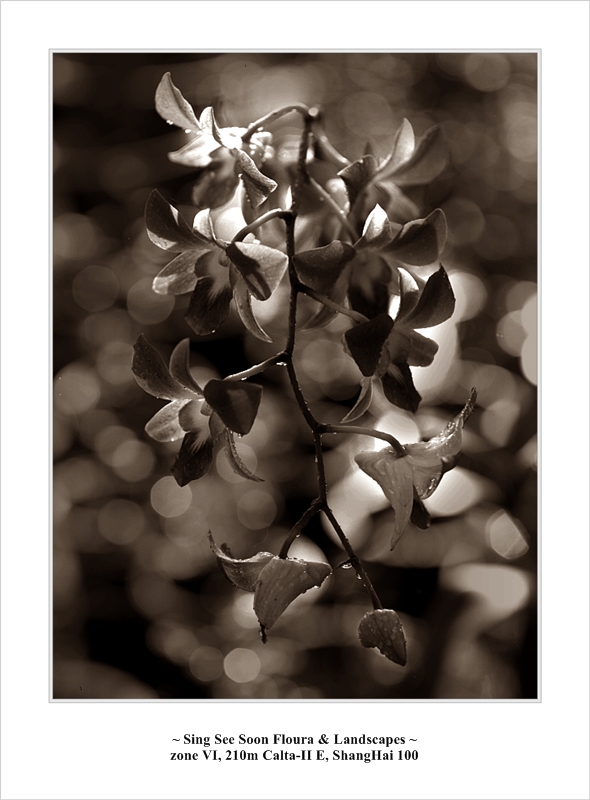 punggol_flowers006c.jpg