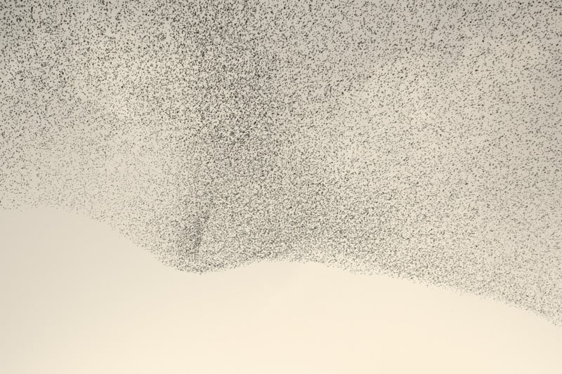 BLACK-SUN-71-800x533.jpg