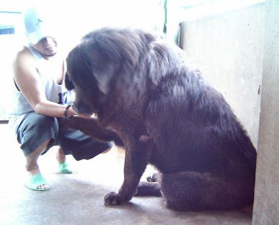 Tibet+Dog+08.jpg