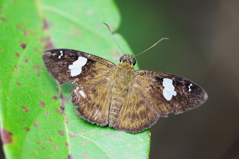 white_banded_flat_220211_3_by_inckurei-d39ygfu.jpg
