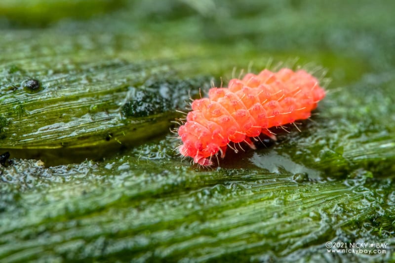 A macro pohto of a red springtail
