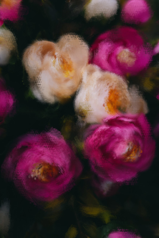 darkflowers-after-534x800.jpg
