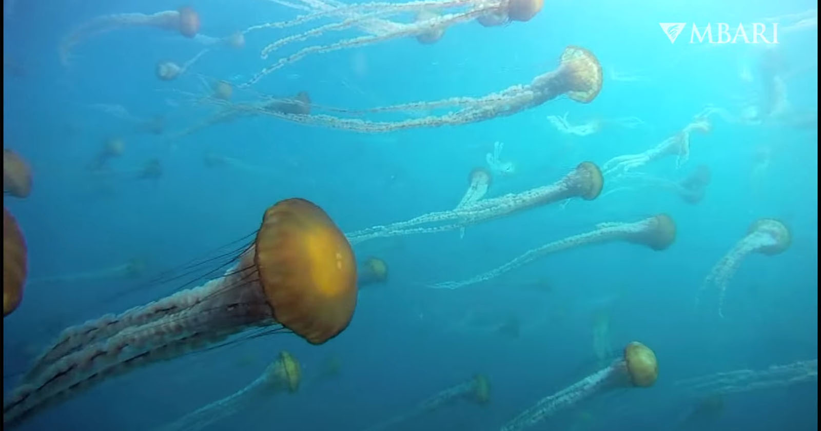 Jellyfish in the ocean