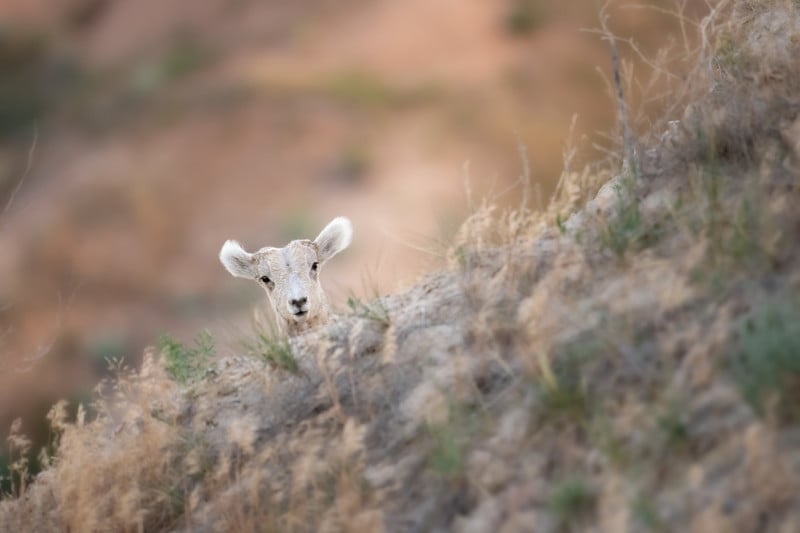Peeking-Lamb-800x533.jpg