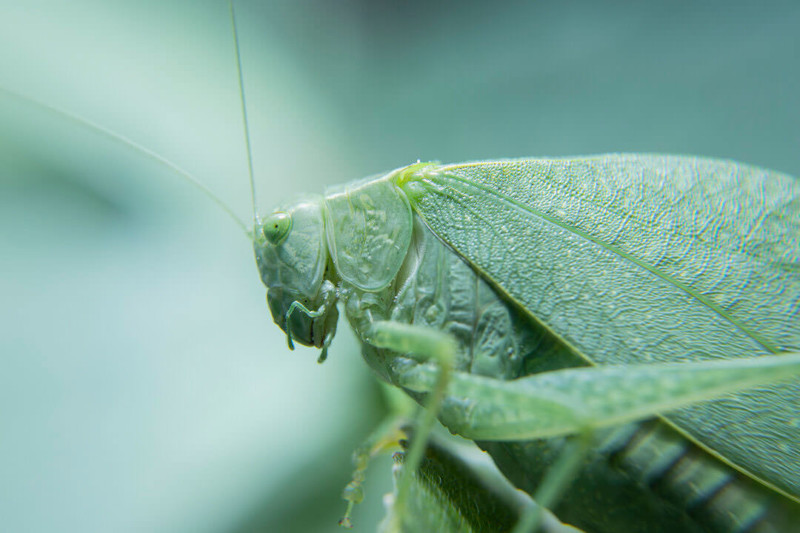 MacroLightDiffuser-800x533.jpg