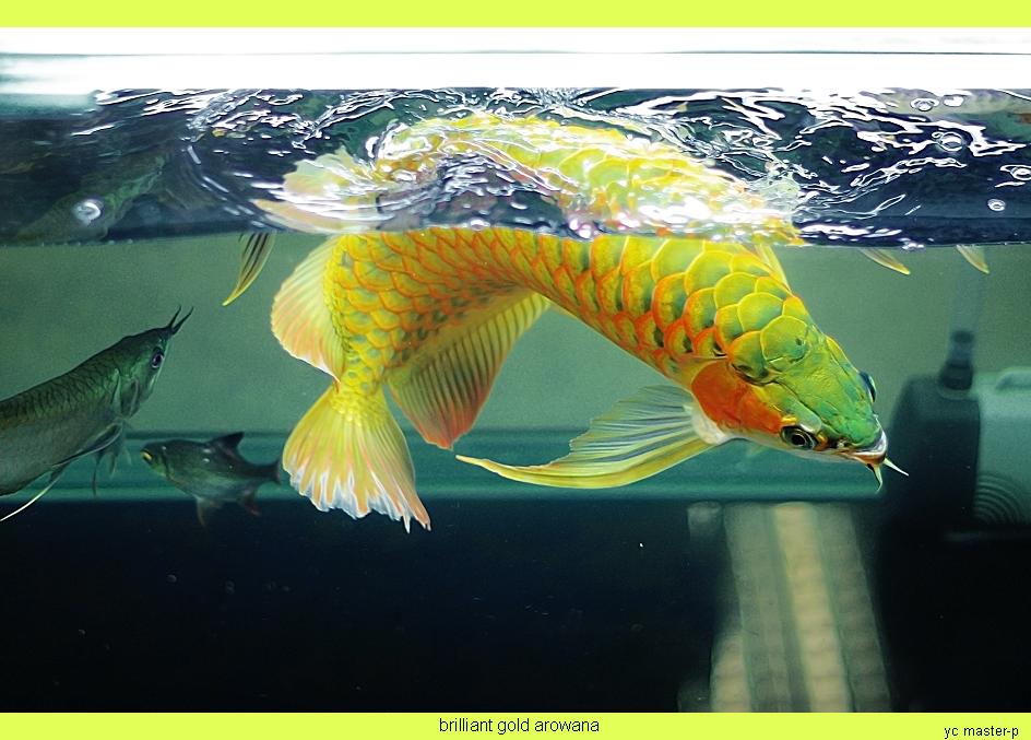 afish5.JPG