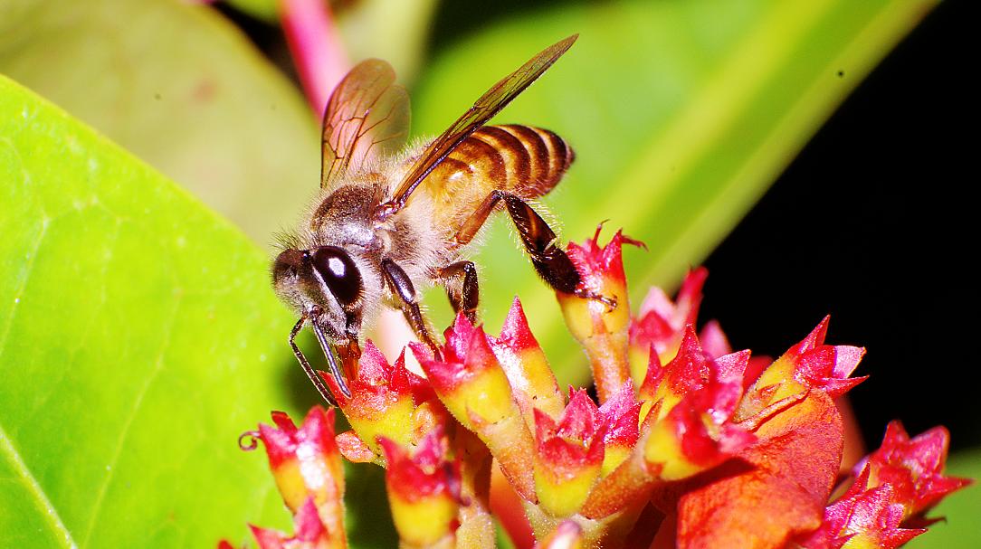 bee2.JPG