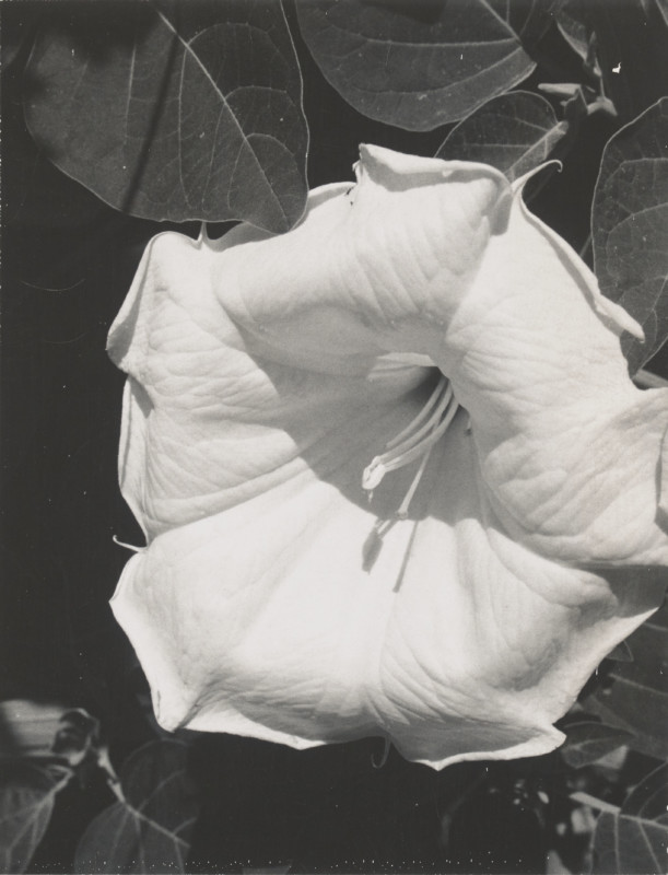 1_OKeeffe-Jimsonweed-EX_2021_GO_089-611x800.jpg