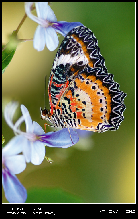 Leopard_Lacewing_021108_by_inckurei.jpg