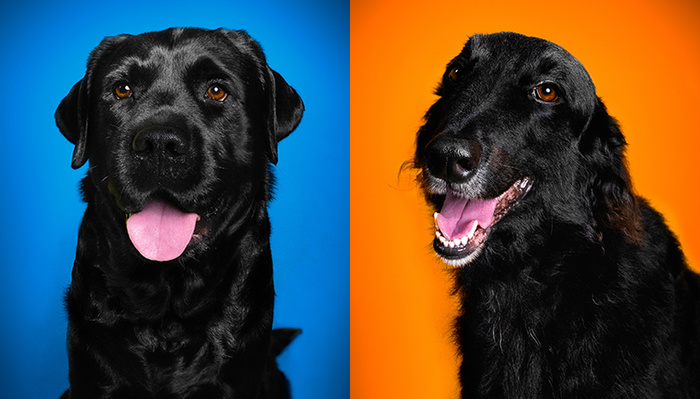 How to Create Awesome Pet Photos at Home