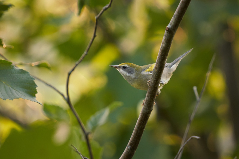 sigma-150-600-dg-dn-os-lens-sample-5-800x534.jpg