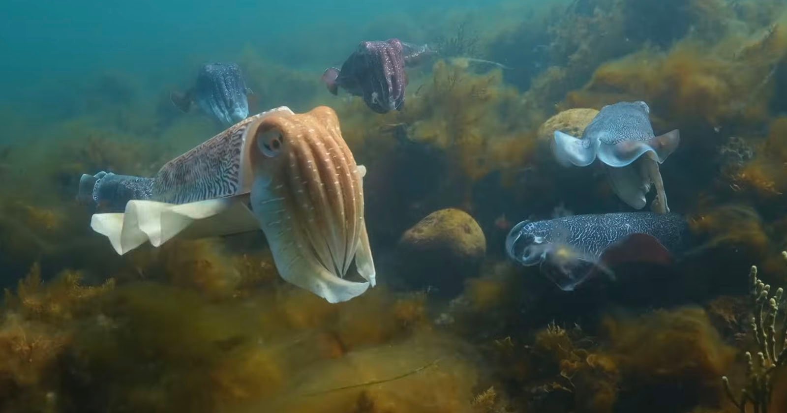 Several cuttlefish swim underwater near rocks and seaweed, with one cuttlefish in the foreground and others in the background. The water is clear, revealing marine vegetation.