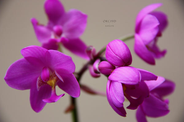 Orchid_II_by_RealmicSorcerer.jpg