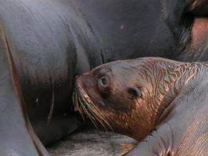walrus-nursing.jpg