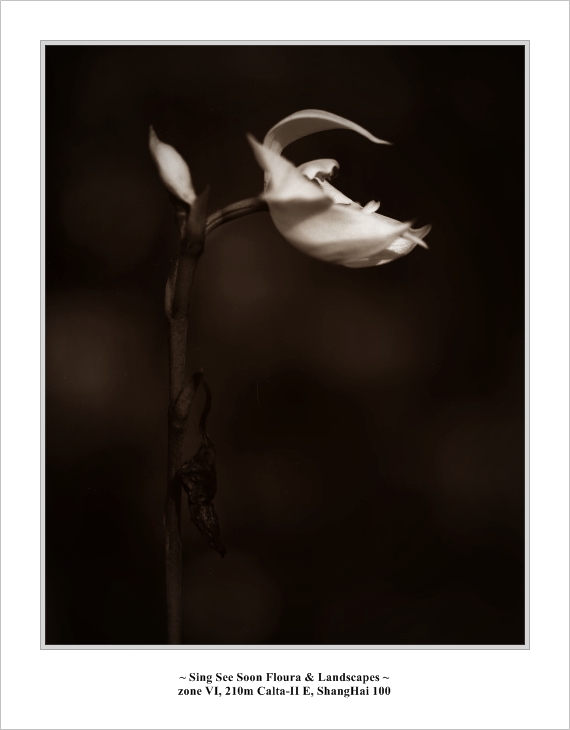 punggol_flowers002.jpg