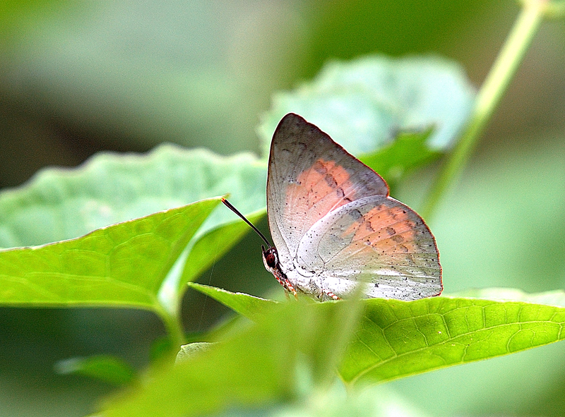 Malayan_Sunbeam_by_inckurei.jpg