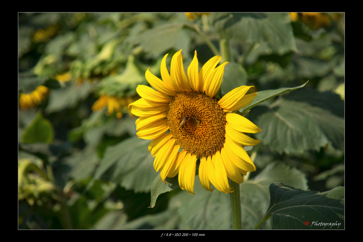 4294896849_a85dbb3c97_o.jpg