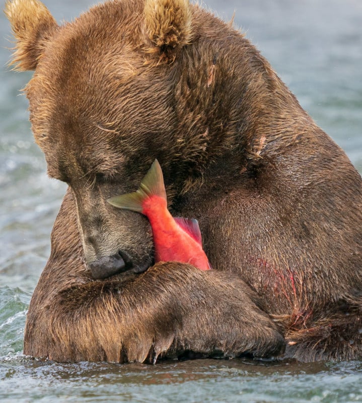 Bear2-719x800.jpg