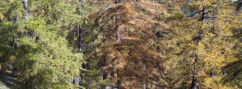 col_des_planches_trees-800x295.jpg