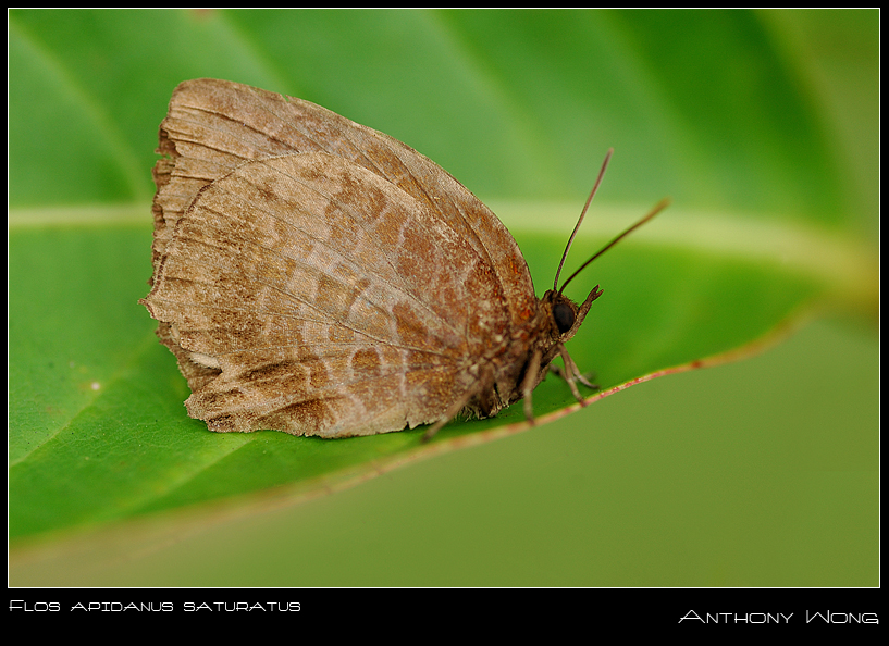 Flos_apidanus_saturatus_110908_by_inckurei.jpg