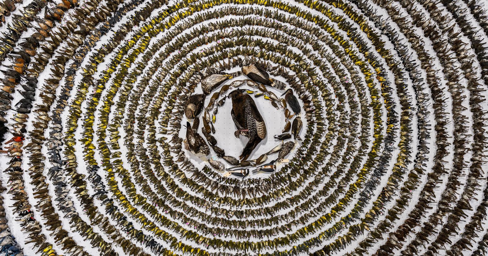Aerial view of thousands of dead birds meticulously arranged in concentric circles on a white surface. The circles start with smaller birds on the outer edges and gradually feature larger birds toward the center. Each circle is progressively darker.