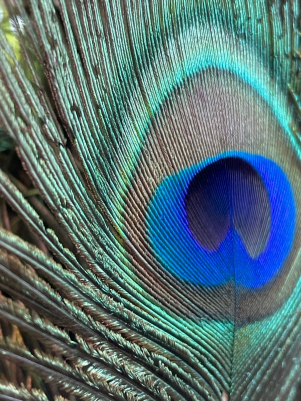 Peacock-Feather-1-600x800.jpg