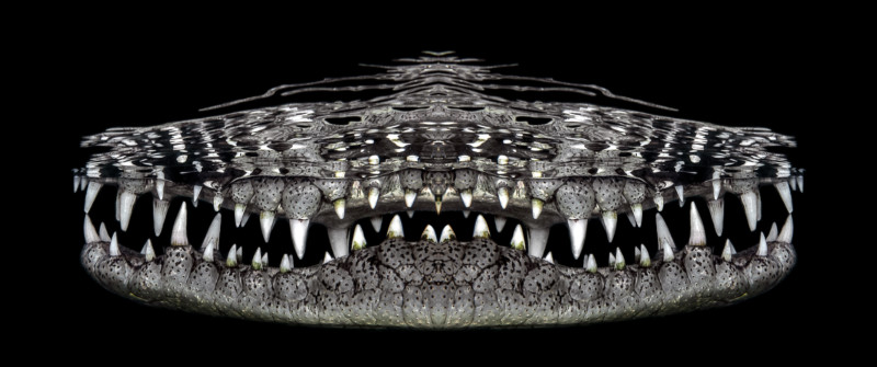 1st-Underwater-Art_Jenny-_Stock_Crocosmile-800x335.jpg