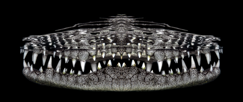 1st-Underwater-Art_Jenny-_Stock_Crocosmile-800x335.jpg