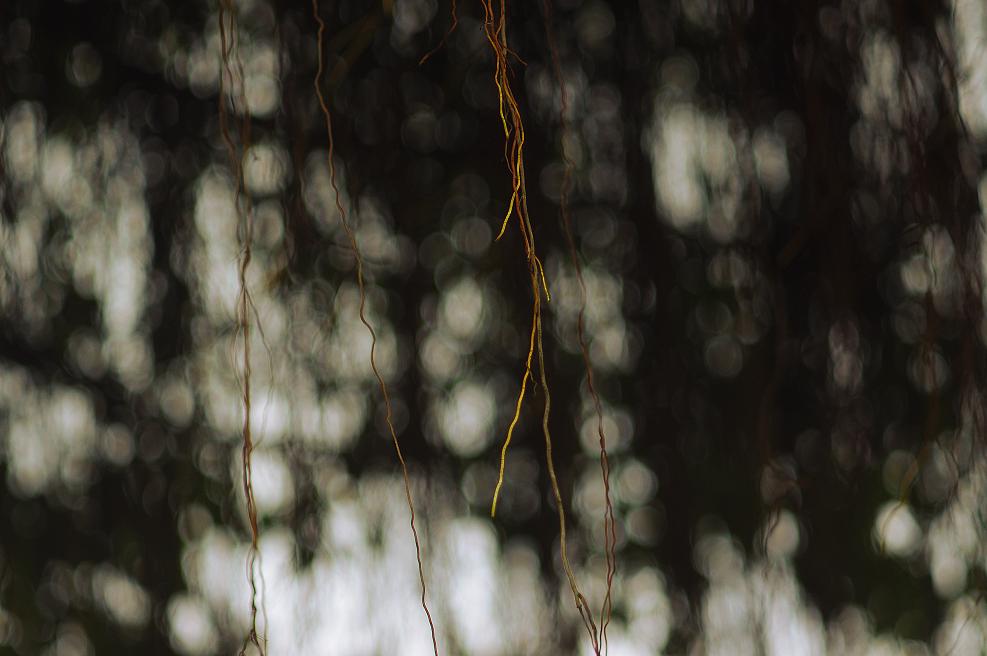 ahair2_1.JPG