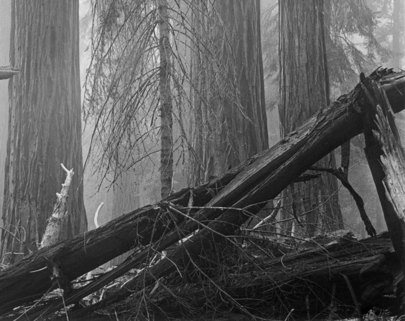 fallen-sequoia-2-800x634.jpg