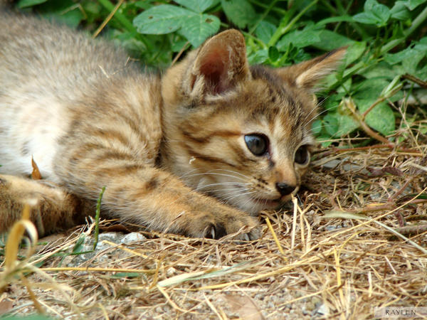 Kittens___Curiosity_by_RealmicSorcerer.jpg