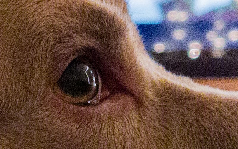 Plain_6_crop.jpg