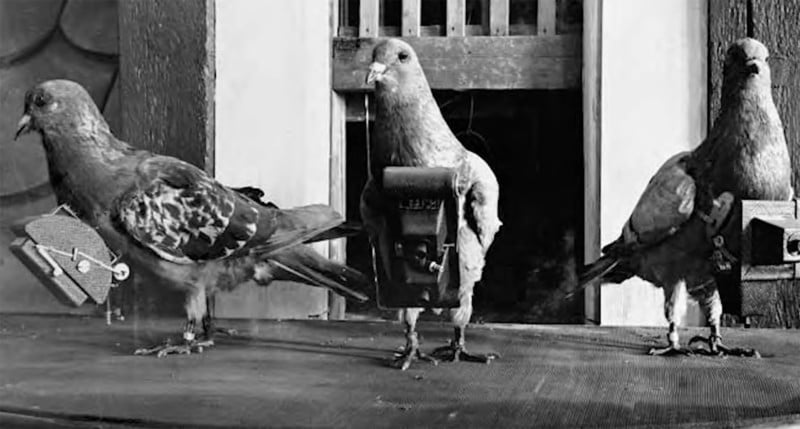 spy-pigeons-1-800x429.jpg