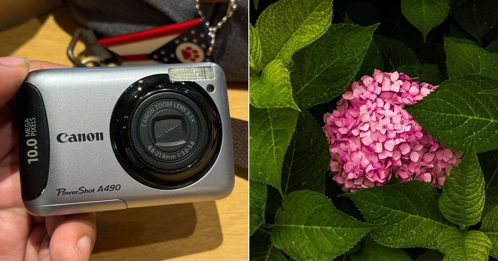 Left: A hand holding a silver Canon PowerShot A490 camera. Right: A cluster of pink hydrangea flowers surrounded by green leaves.