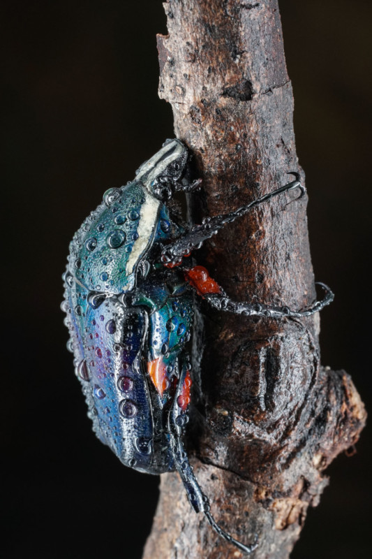 7Artisans-60mm-F2.8-II-Macro-Lens-2-533x800.jpg