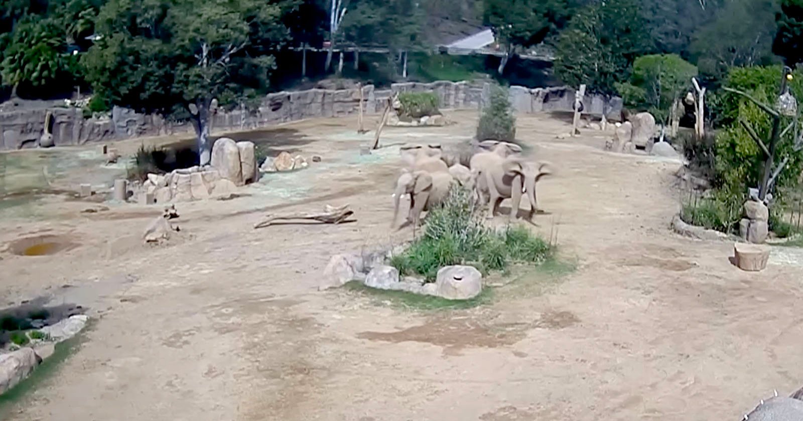 A group of elephants stands near some greenery in a spacious, sandy zoo enclosure with trees, rocks, and logs scattered around.