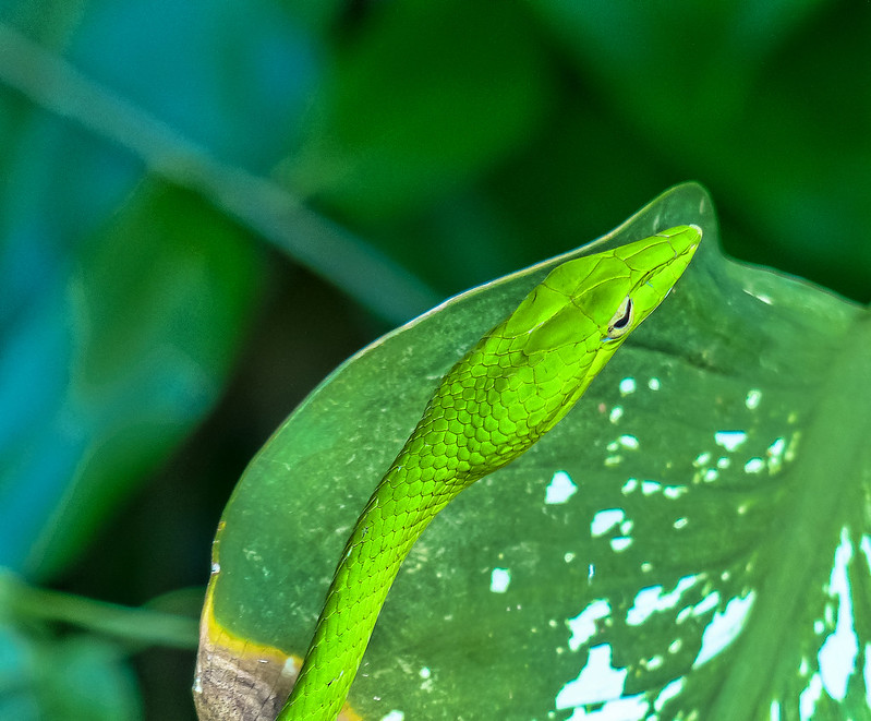 9589644726_69f0f0e0a0_c.jpg
