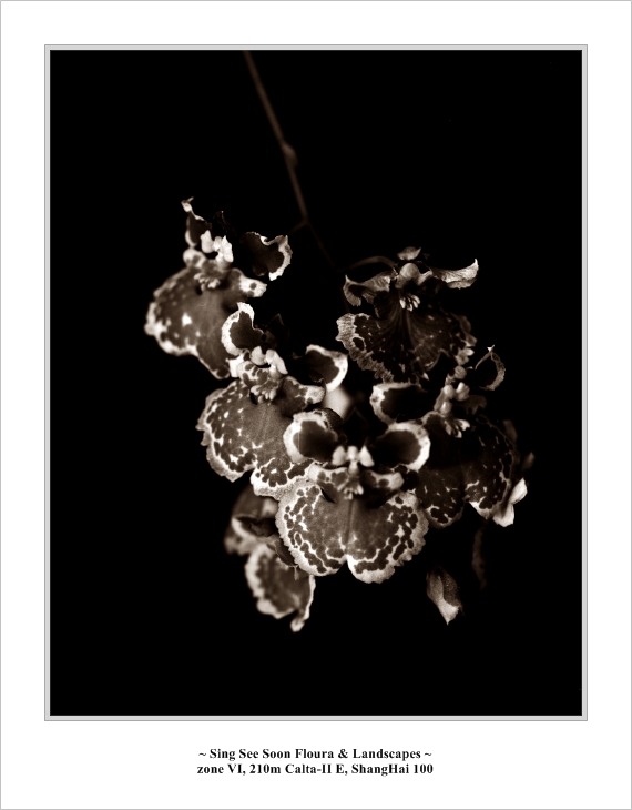 punggol_flowers003.jpg