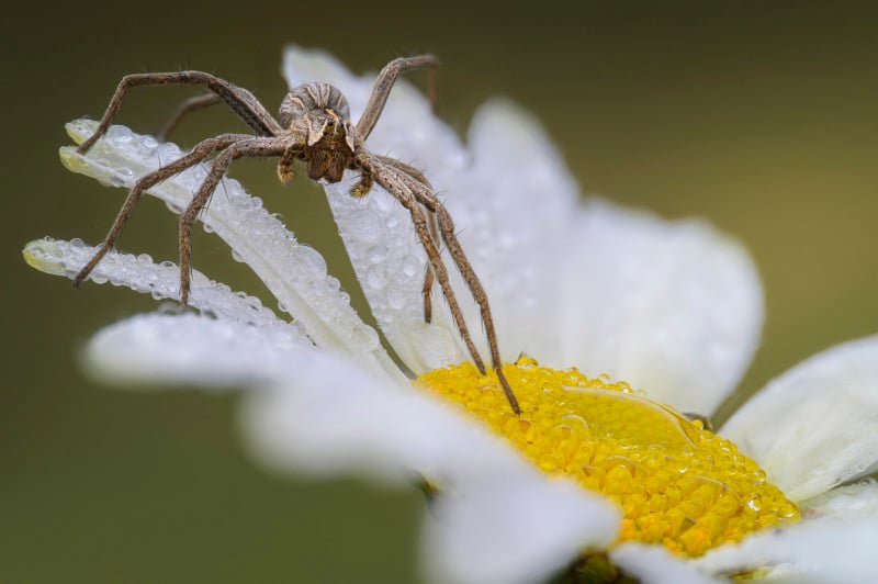 Laowa 85mm f/5.6 2x Ultra Macro APO example photo