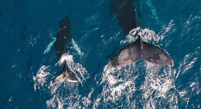Photographer Posts Image Showing Whale With Severed Tail to Highlight the Dangers of Boating