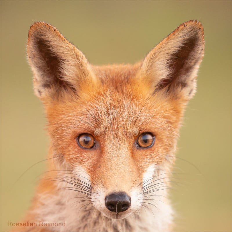 A portrait of a fox