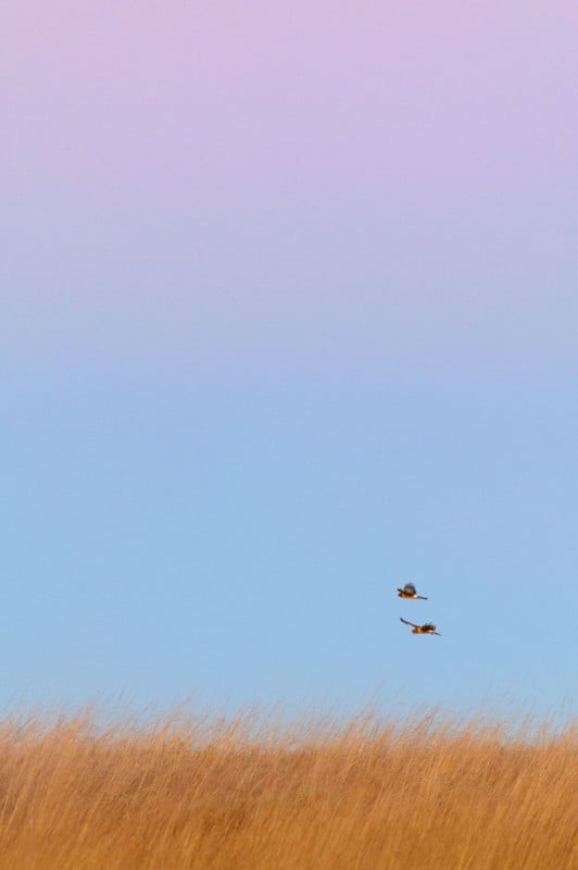 ray-hennessy-northern-harriers_004-532x800.jpg