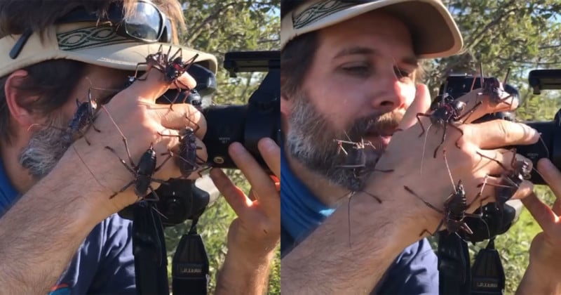 natgeobugsfeat-800x420.jpg